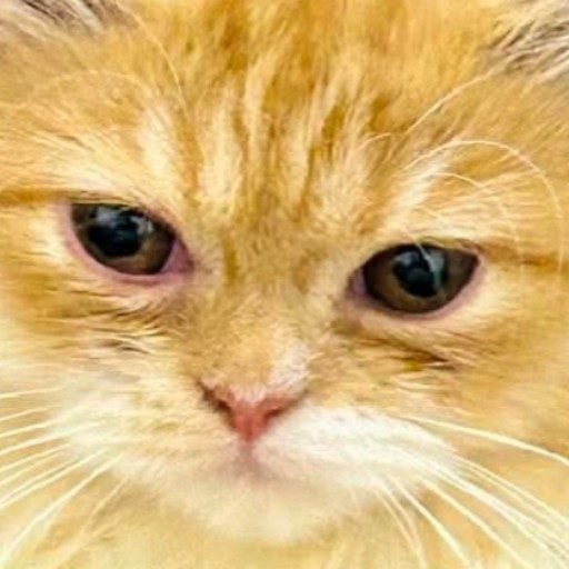 Shahara